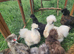 Silkie pullets for sale