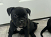 Last 2 girl ****Pocket bully puppies ready to leave now****