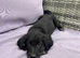 READY NOW belusky/goldendoodle