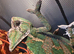 2 male veiled chameleons