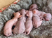 STUNNING SPHYNX ELF/CANADIAN KITTENS