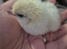 Barnyard mix day old chicks