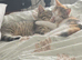 2 domestic short hairs