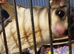 Bonded pair sugar gliders