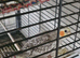 Cockatiel chicks hand tame