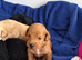 Toy poodle puppies