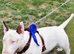 Stud English bull terrier