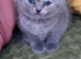 2 male BSH kittens