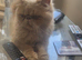 Male persian