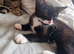 2 female kittens available now