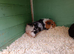 Boy guinea pig