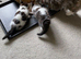 Beautiful fluffy male kittens