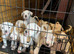 Puppies for sale