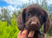 F1 Sprocker Puppies