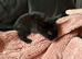 2 gergous baby’s looking for there forever home