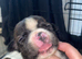 Staffordshire bull terrier pups available