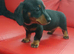 Dachshunt puppys 2 boy 1 girl