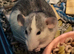Top ear Baby rats for sale 12 pups