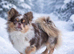 Outstanding Thai chihuahua Merle and Fawn females