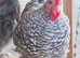 Pekin cockerels Available