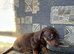 Ready to leave Sunday dachshund puppies