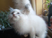 Beautiful brother and sister Ragdoll kittens