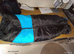 Dog coat for male dog