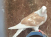 Saddle racing pigeons for sale