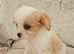King charles cavalier puppies