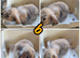 Lionhead/mini lop babies