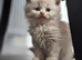 3  fluffy Scottish fold and straight females left