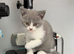 British Shorthair Kittens for Sale