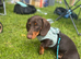 Mini Dachshund Male