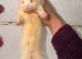 Semi angora ferret small jill