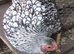 Silver Laced Wyandotte Bantam Hatching Eggs.