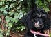 Female toy poodle