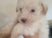 Maltipoo's 1 boy 1 girl left, rare coloured faces