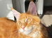 Beautiful Maine Coon Kittens