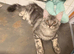 Female Blue Silver Classic Mainecoon