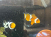 My salt water central marine system
