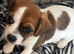 Jug is ups for sale 2 female