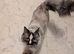 Pedigree Ragdoll