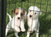 Parson Russell Terriers Cornwall