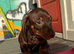 2 BEAUTIFUL BOYS LEFT beautiful miniature dachshund puppies