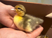 Muscovy Ducklings