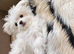 Female Shih Tzu Puppy – 10 Weeks Old