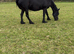 Pure-bred Friesian Mare 10yr 15.2hh for Sale &pound;4,500