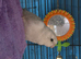 Female red rump