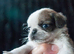 Beautiful and rare purebred Pug puppies ready 26/08/2026-£1500