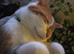 Neutered male 3 yrs old
